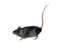 Nager (Mäusen, Ratten)